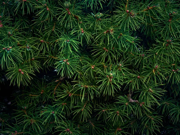Evergreen branches Stock Photos, Royalty Free Evergreen branches Images